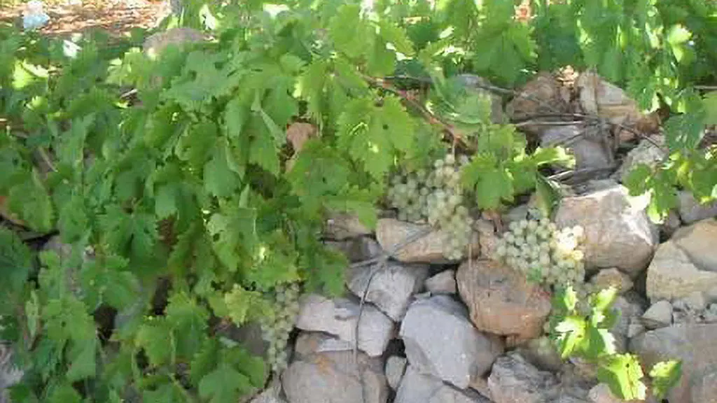 Ain Zhalta grape vine